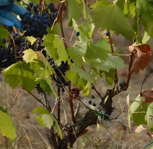 فندق Tenuta Carbognano Gemmano