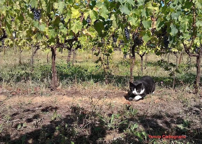 فندق Tenuta Carbognano Gemmano