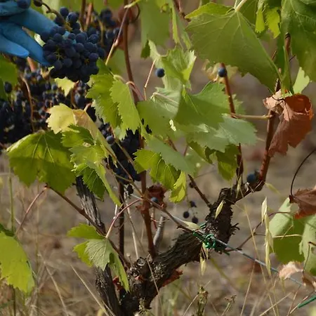 Otel Tenuta Carbognano Gemmano